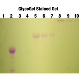 GlycoGel Stain Kit