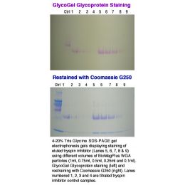 BioMag®Plus Wheat Germ Agglutinin | Polysciences, Inc.